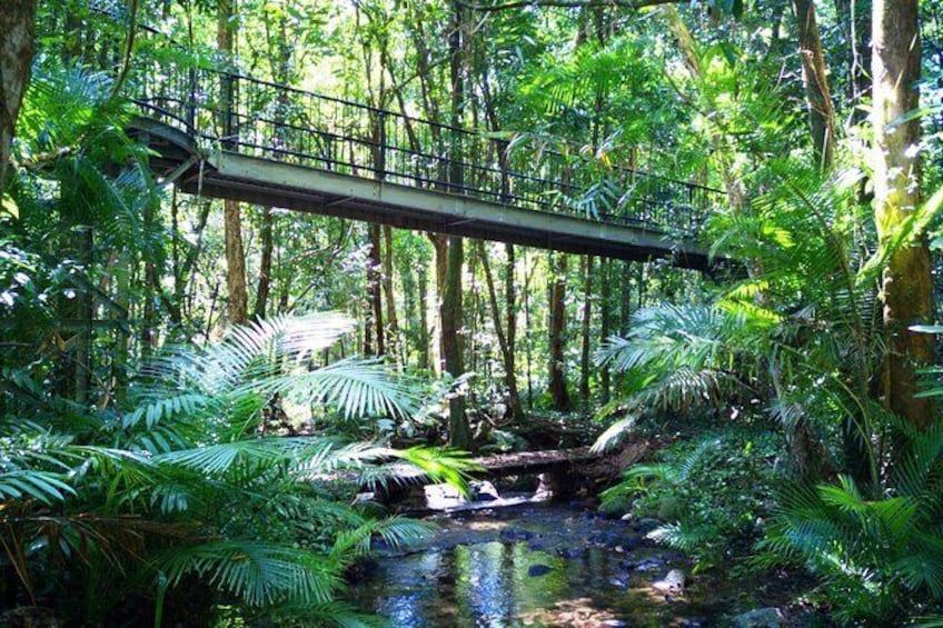 daintree rainforest half day tours from cairns