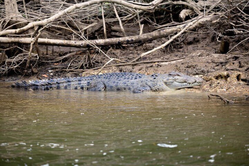 Cape Tribulation, Mossman Gorge, and Daintree Rainforest Day Trip