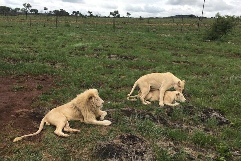 Lions having a bit of fun to keep the population growing