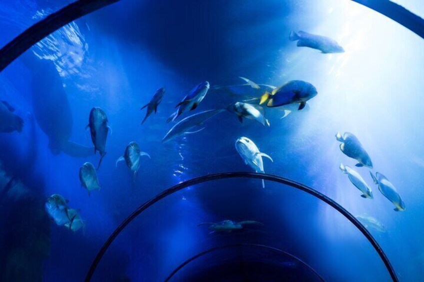 Official Account: Hurghada Grand Aquarium Entrance Tickets 
