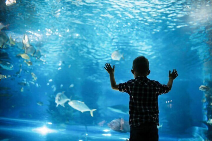 Official Account: Hurghada Grand Aquarium Entrance Tickets