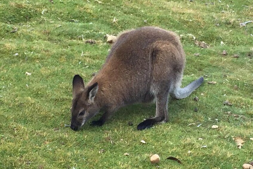 Cradle Mountain Wildlife Spotting after Dark