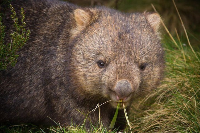 See wombats up close