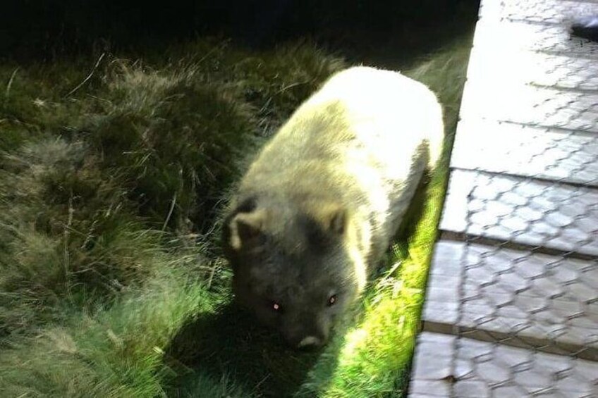 Cradle Mountain Wildlife Spotting after Dark