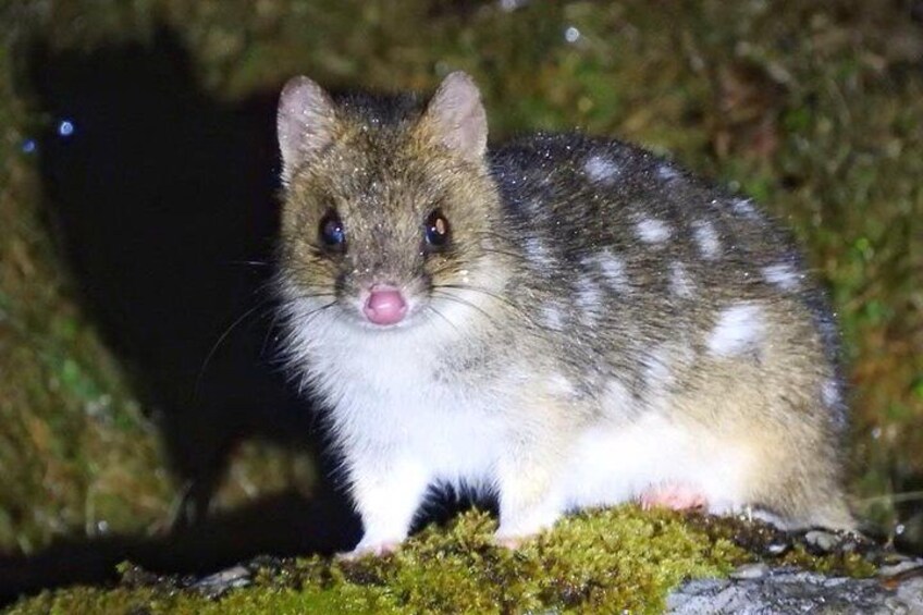 Cradle Mountain Wildlife Spotting after Dark