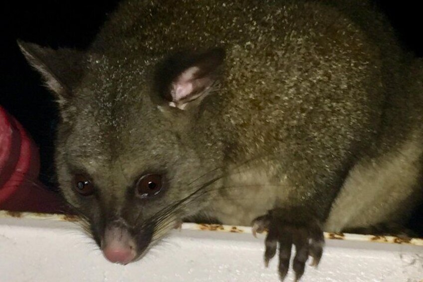 Cradle Mountain Wildlife Spotting after Dark