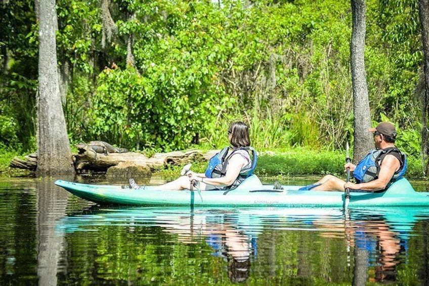 Viewing Alligators Kayak Swamp Tour