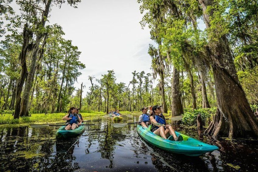 Kayak Swamp Tour
