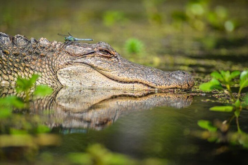 Kayak Alligator Tour
