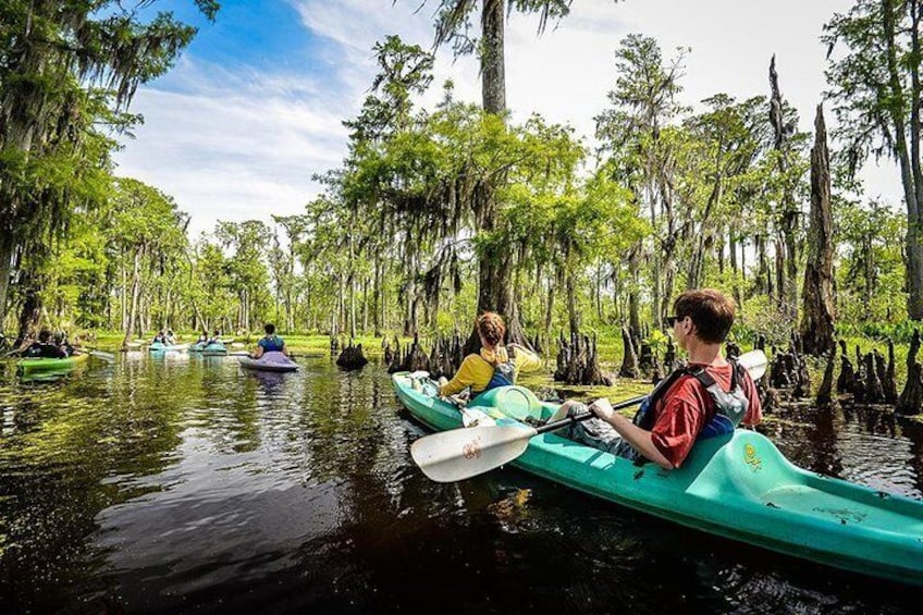 Wild Louisiana Kayak Swamp Tour