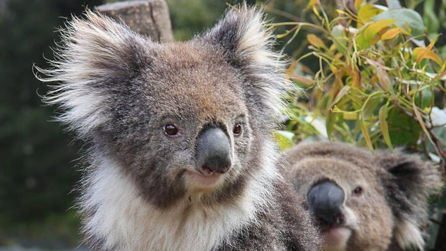 Koala