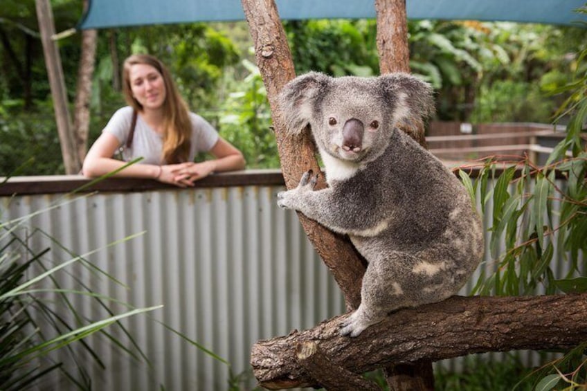 Koala Admirer