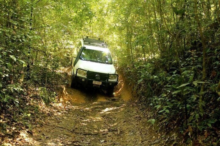 4WD through World Heritage Rainforest