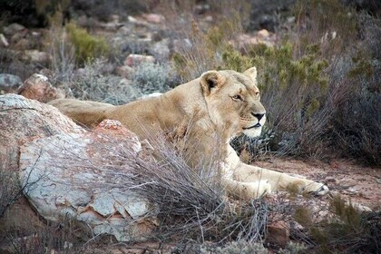 Aquila Game Reserve Cape Town Safari