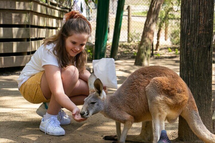 Feed a kangaroo