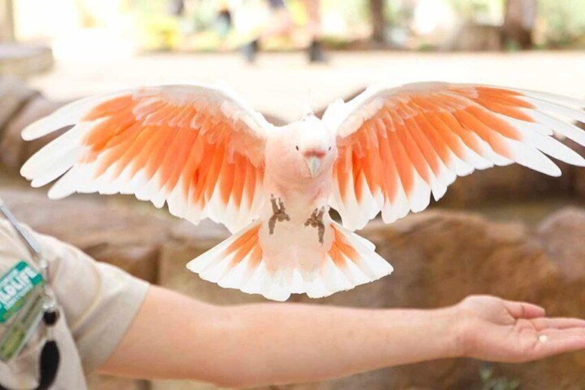 Wild Skies Free Flight Bird Show