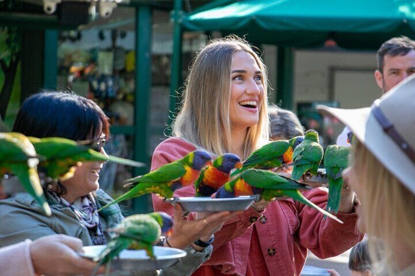 Feed the wild lorikeets