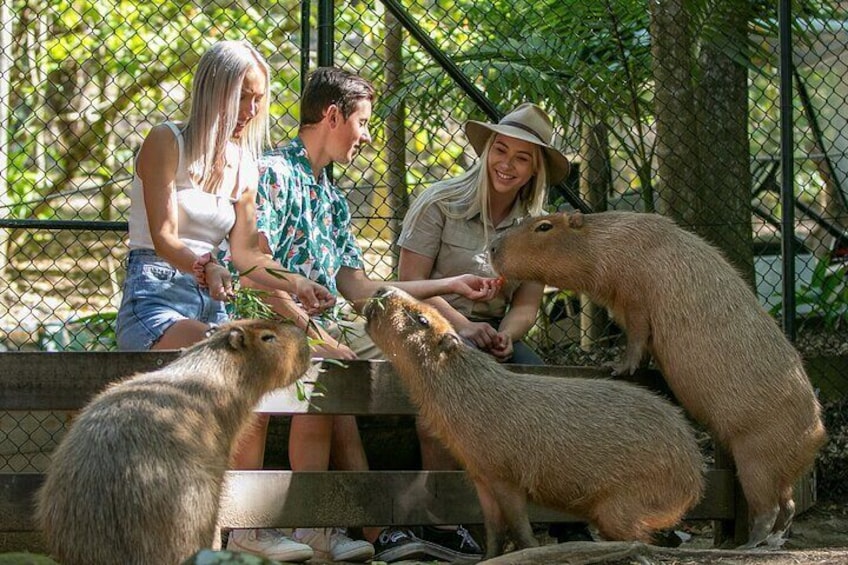 Get close to our Capybaras