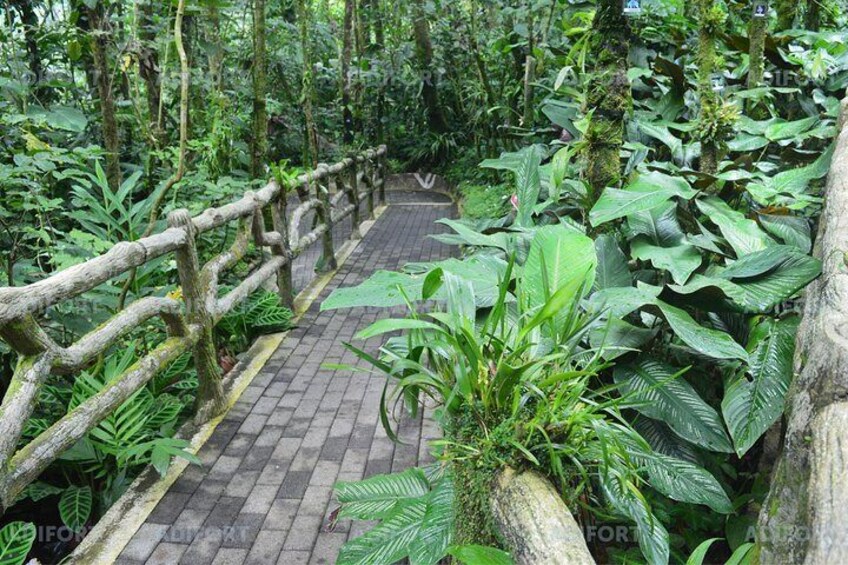 The orchid garden | El Jardín de orquídeas 