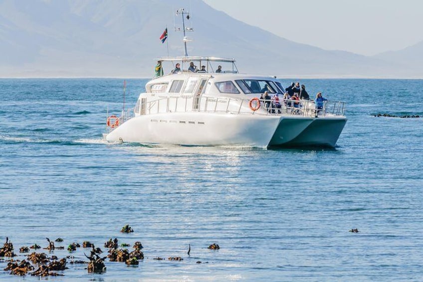 Hermanus Whale Watching Boat Trip with Shared Transfers from Cape Town