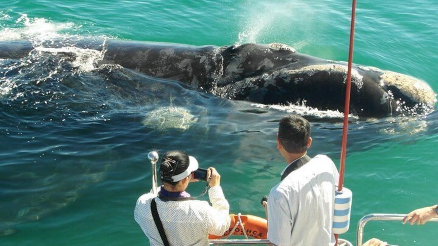 Whale watching Cape Town