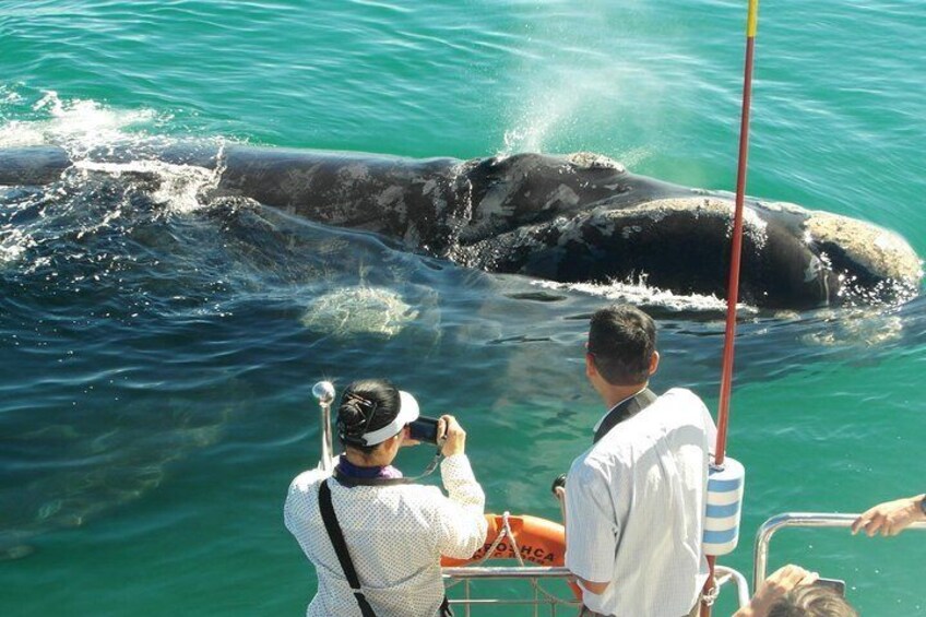 Whale watching Cape Town