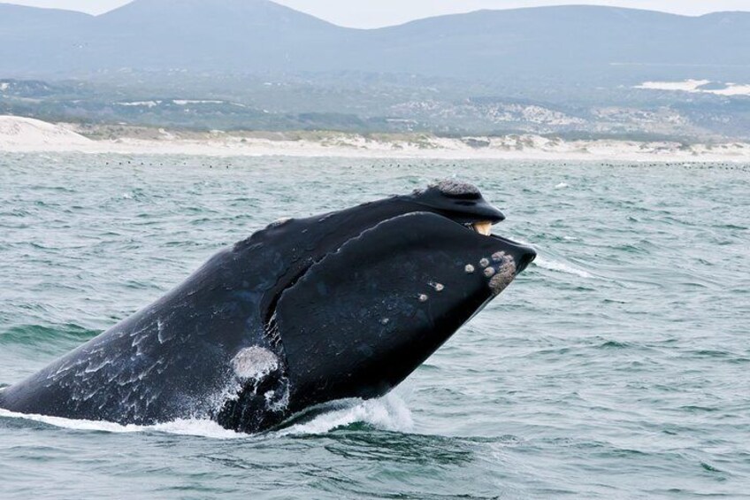 Whale watching boat trip