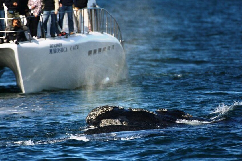 Hermanus Whale Watching Boat Trip with Shared Transfers from Cape Town