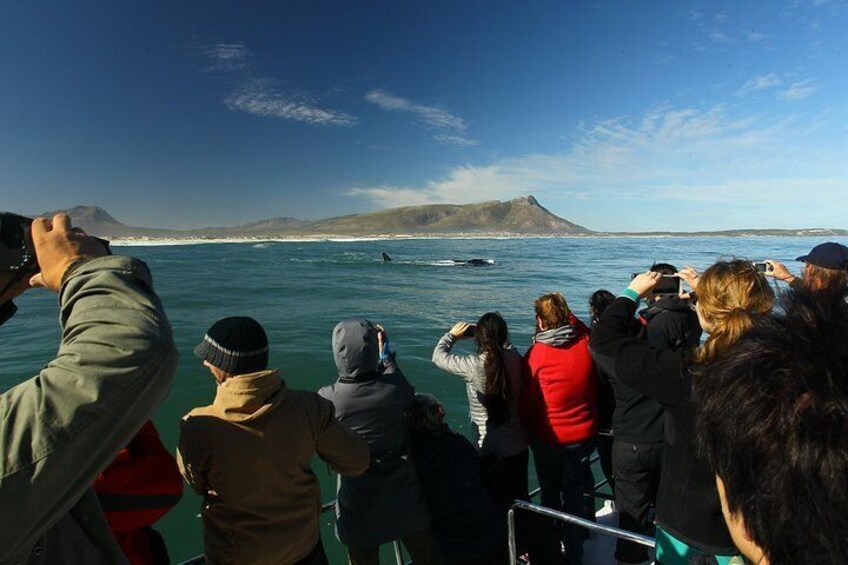 Hermanus Whale Watching Boat Trip with Shared Transfers from Cape Town