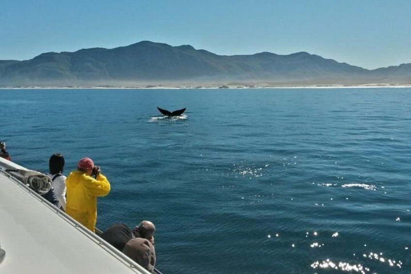 Hermanus Whale Watching Boat Trip with Shared Transfers from Cape Town