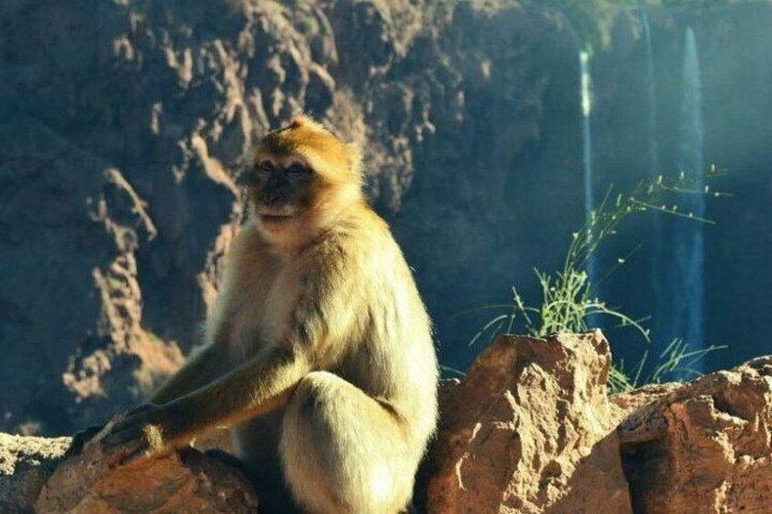 1 day at Ouzoud waterfalls