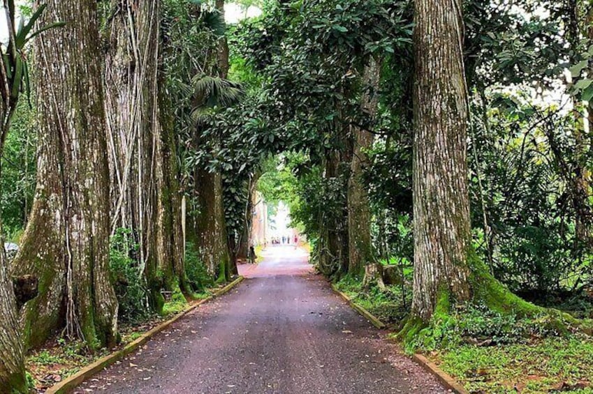 Show item 4 of 17. One Day Cocoa Farm Experience, Boti Waterfall,aburi Botanical Gardens