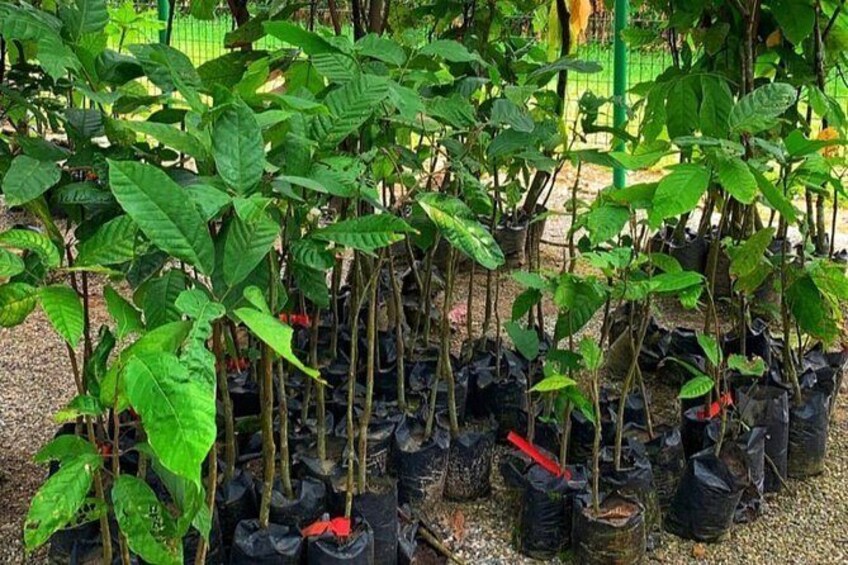 Show item 3 of 17. One Day Cocoa Farm Experience, Boti Waterfall,aburi Botanical Gardens