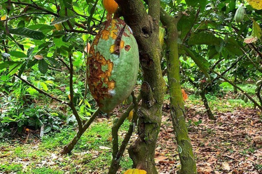 Show item 2 of 17. One Day Cocoa Farm Experience, Boti Waterfall,aburi Botanical Gardens