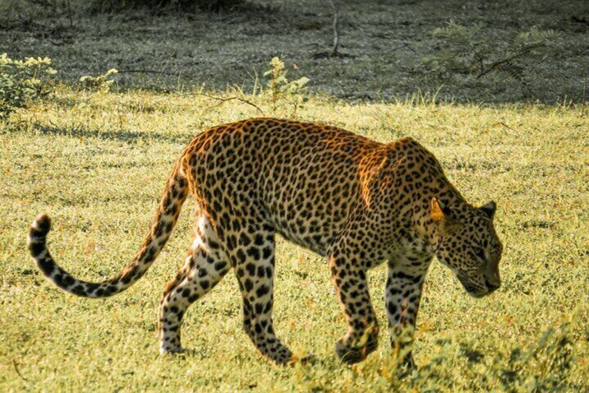 Yala National Park Safari from Hambantota Port