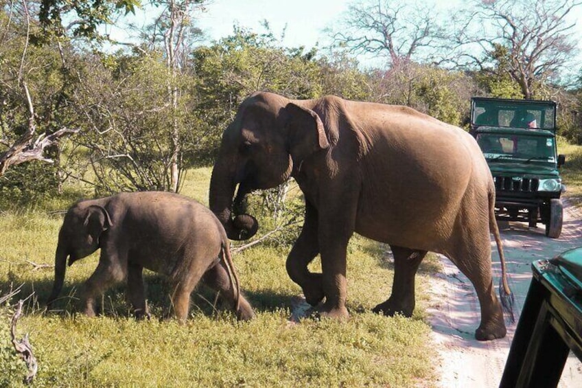 Yala National Park Safari from Hambantota Port