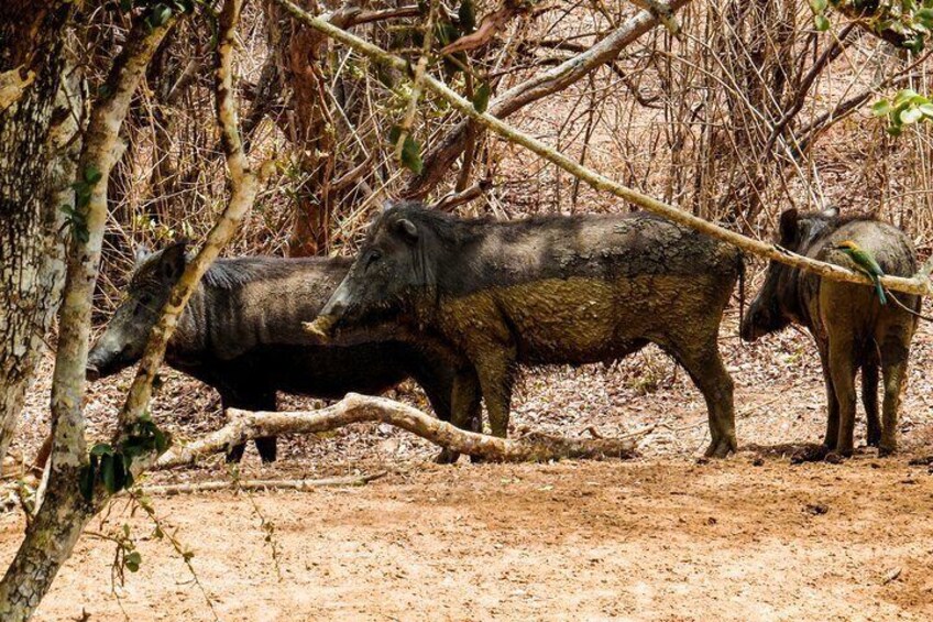 Yala National Park Safari from Hambantota Port