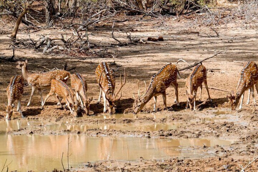 Yala National Park Safari from Hambantota Port