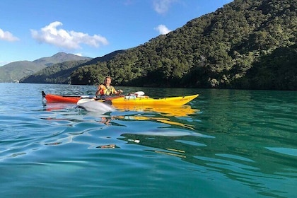 Full-Day Guided Sea Kayaking Trip from Anakiwa