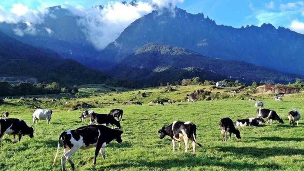 Kinabalu Park & Poring Hot Spring Tour