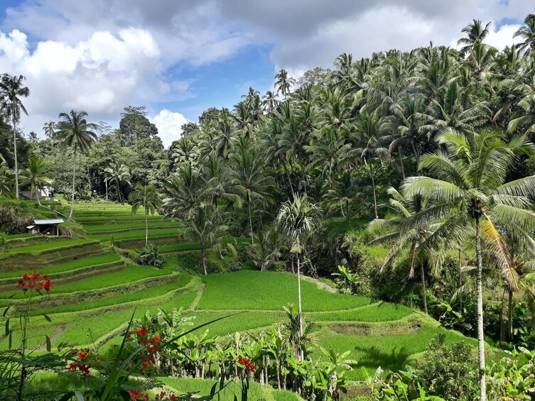 Bali Great Introduction Full Day Group Tour including Lunch