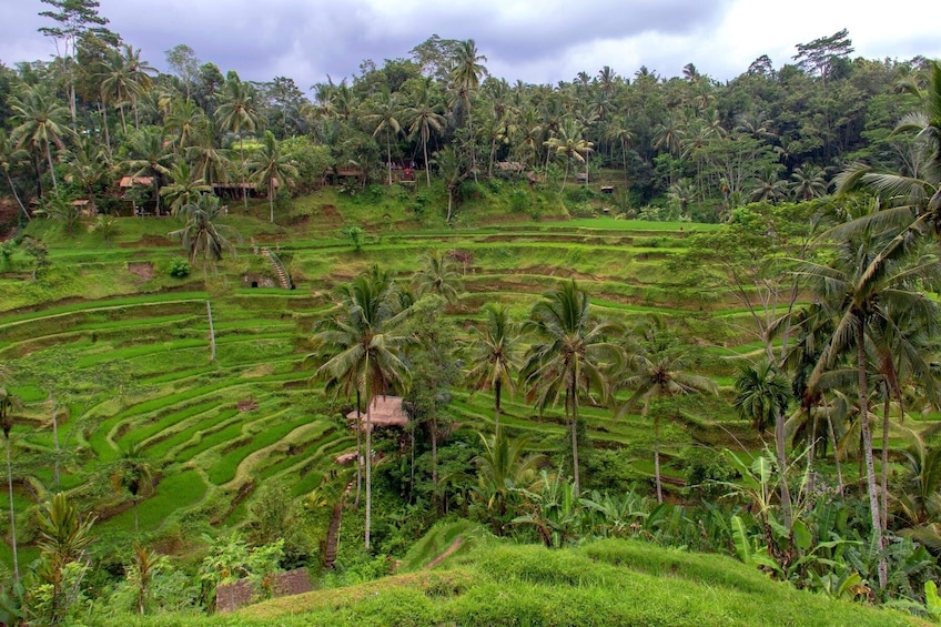 Bali Great Introduction Full Day Group Tour including Lunch