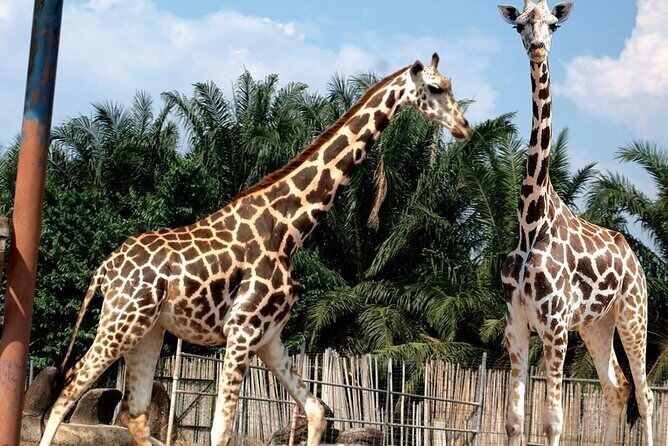 Visit Au0027 Famosa Safari Wonderland in Alor Gajah  Expedia