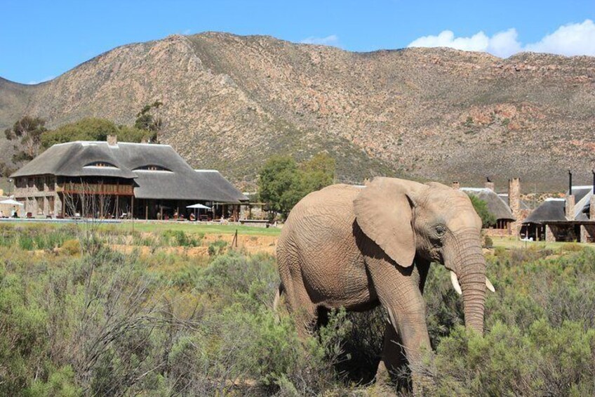 Shared Transfers to and from Safari Game Reserve (excluding entrance fees)