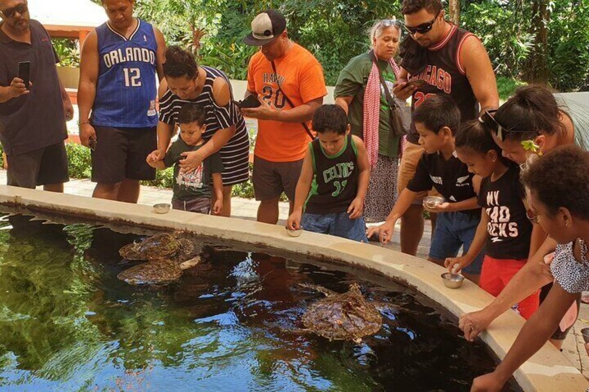 Hand feeding of sea turtles.