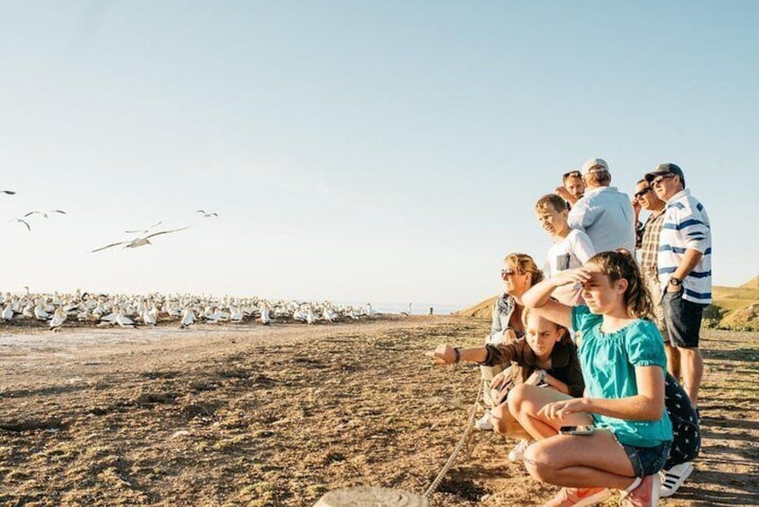 Gannet Safaris Overland tour to Cape Kidnappers Gannet Colony