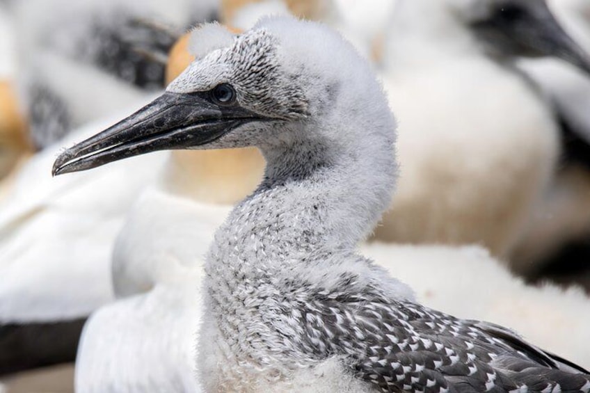 Gannet Safaris Overland tour to Cape Kidnappers Gannet Colony