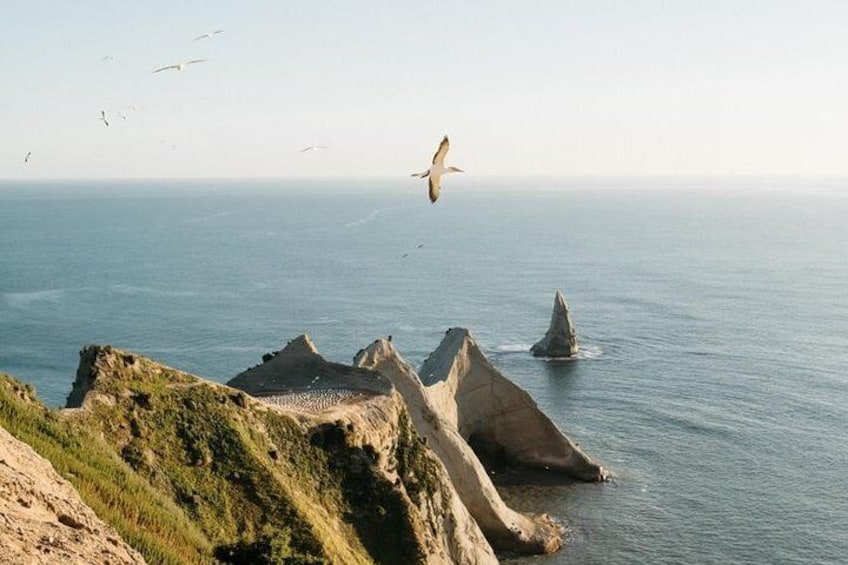 Gannet Safaris Overland tour to Cape Kidnappers Gannet Colony