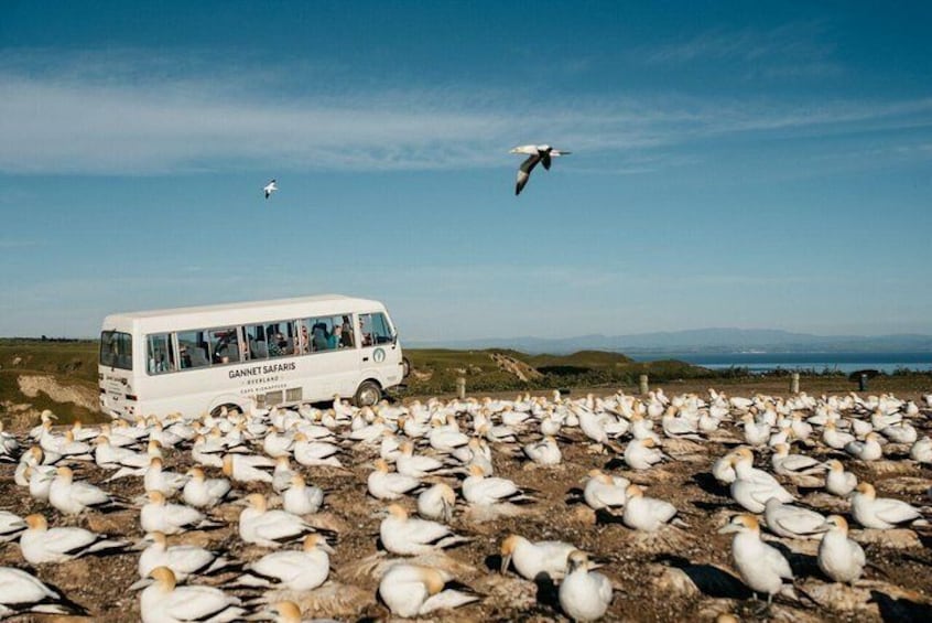 Gannet Safaris Overland tour to Cape Kidnappers Gannet Colony