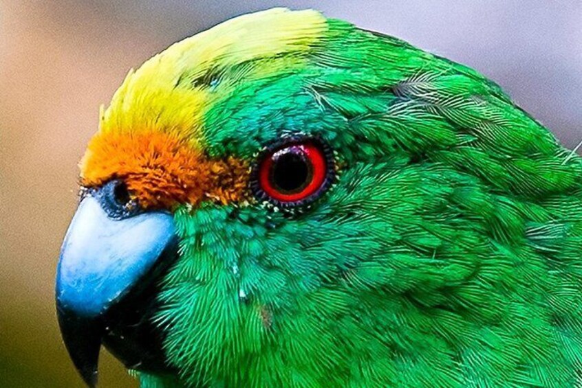 Kakariki Head